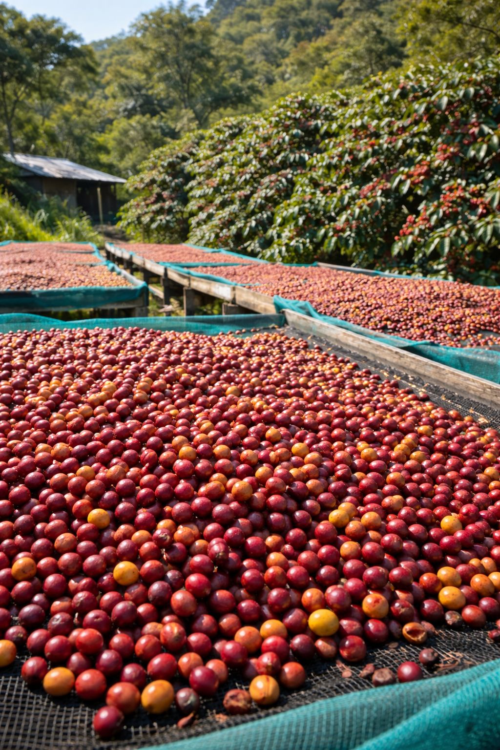 Grano de café Natural